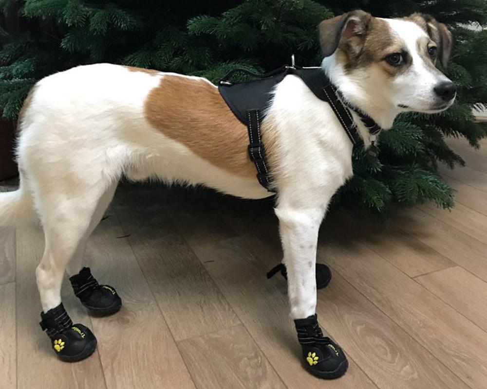 Wasserdichte Hundeschuhe mit 3M Reflektierenden Streifen