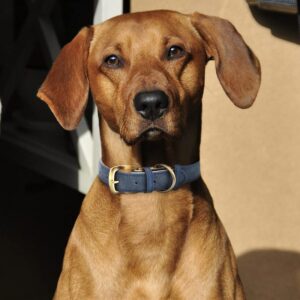 Leder Halsband Hund / feinste Qualität / langlebig und robust