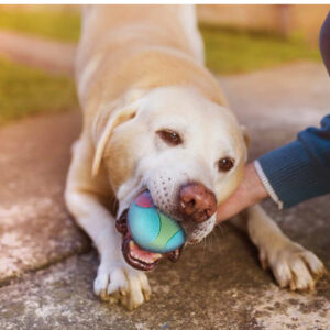 Unzerstörbarer Hundeball für dauerhaften Spielspaß aus robustem Gummi
